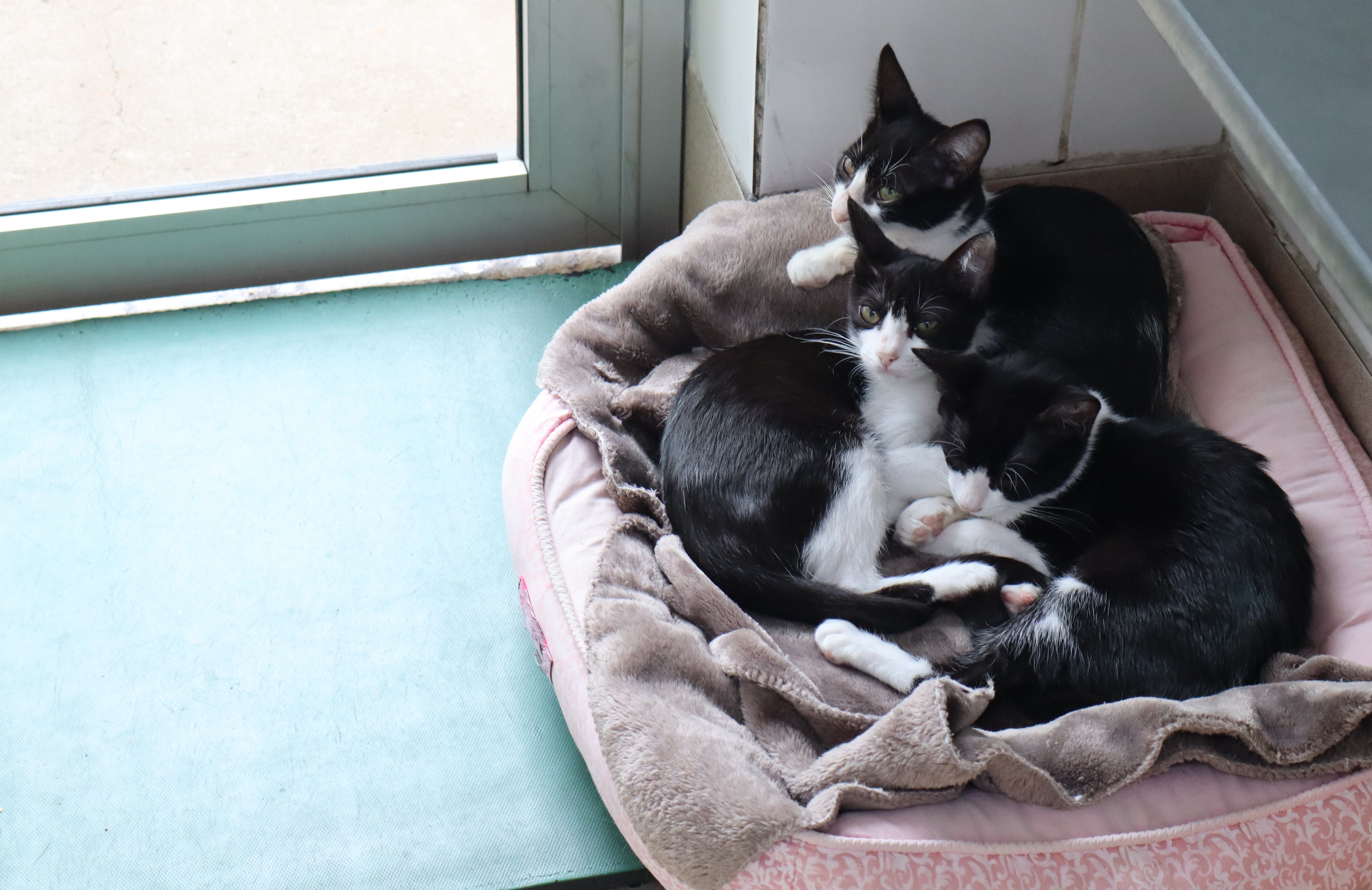 A imagem mostra três gatos jovens, de pelagem predominantemente preta e branca, acomodados juntos em uma caminha macia. Os três estão bastante próximos uns dos outros, em uma cena que transmite aconchego e tranquilidade. Dois deles aparecem mais voltados para a câmera, enquanto o terceiro, na parte superior, olha para o lado. A caminha é rosa-clara, coberta por uma manta marrom e felpuda. O espaço fica junto a uma janela ou porta de vidro, com bastante iluminação natural, e o piso ao redor tem uma tonalidade azul-esverdeada.