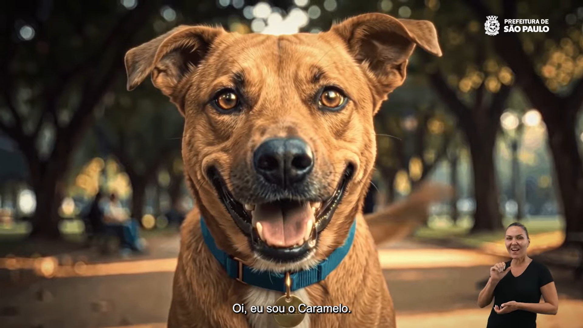 Campanha institucional pet