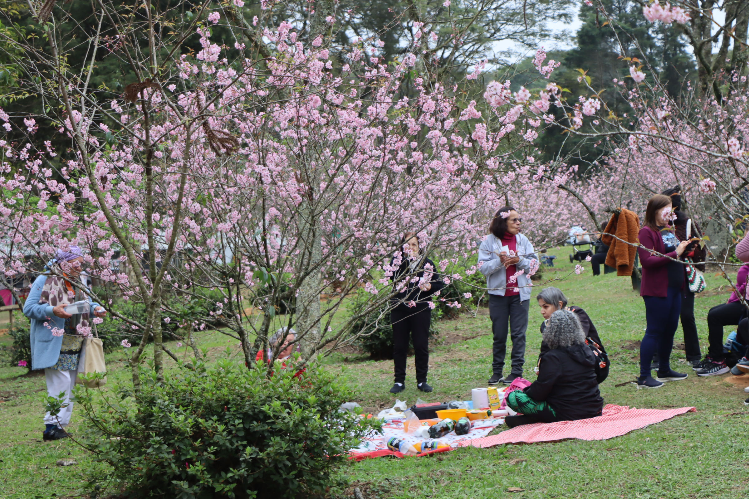 Festa das Cerejeiras no Parque do Carmo