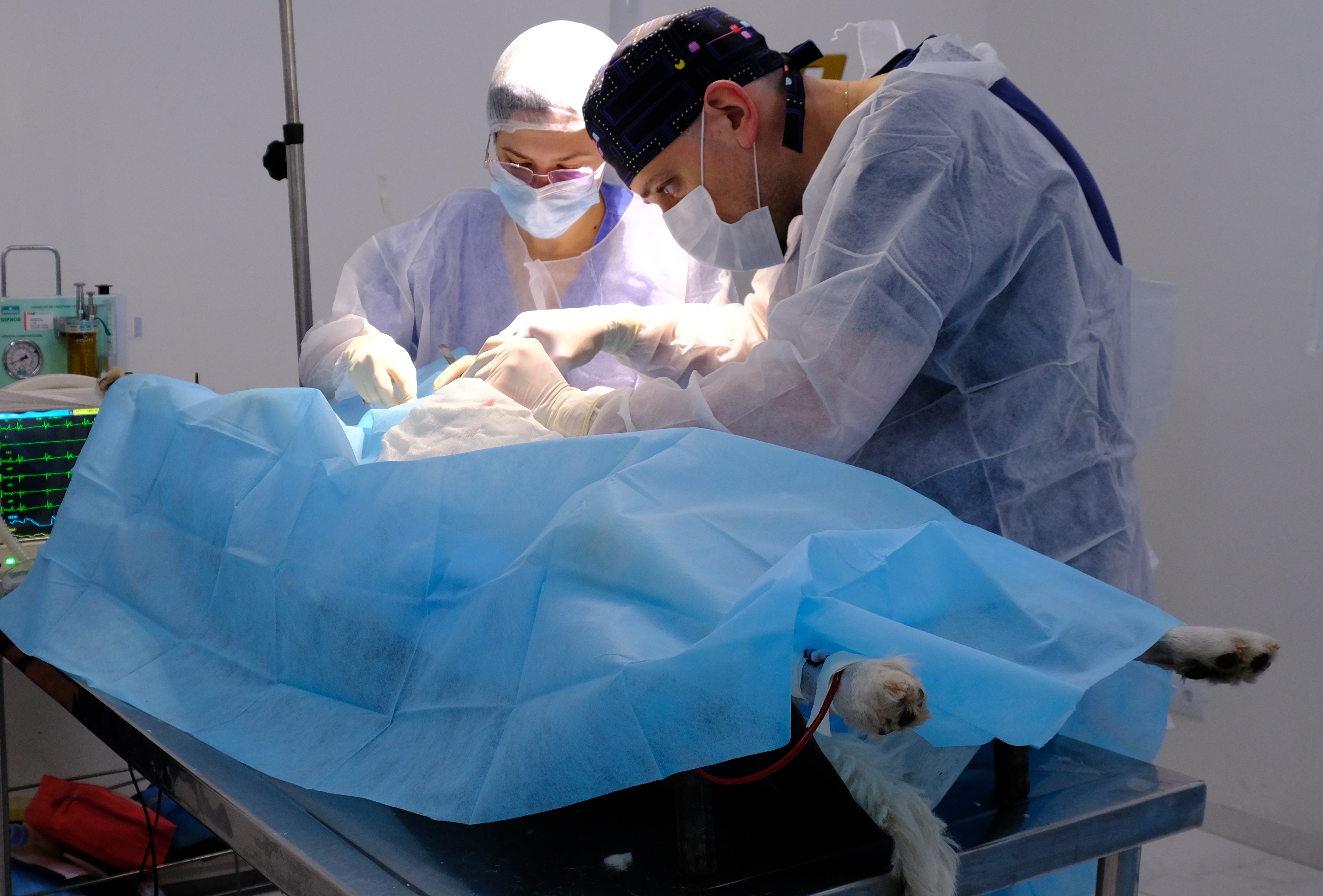 A imagem mostra uma sala cirúrgica veterinária. Sobre uma mesa metálica de cirurgia, há um cachorro deitado de costas, coberto quase totalmente por um grande campo cirúrgico azul. Apenas as patas traseiras do animal ficam visíveis, estendidas para fora da cobertura. Um tubo e fios médicos aparecem próximos ao corpo do cachorro, indicando monitoramento e anestesia.  Dois profissionais de saúde veterinária estão ao redor da mesa. Eles usam roupas cirúrgicas claras, aventais descartáveis, luvas, máscaras e toucas. Ambos estão inclinados para frente, concentrados, realizando um procedimento cirúrgico no animal. Uma luz forte ilumina a área da cirurgia.  Ao fundo, é possível perceber equipamentos médicos, incluindo um monitor com linhas verdes típicas de sinais vitais. O ambiente é limpo, organizado e com paredes claras, transmitindo a sensação de um centro cirúrgico profissional.