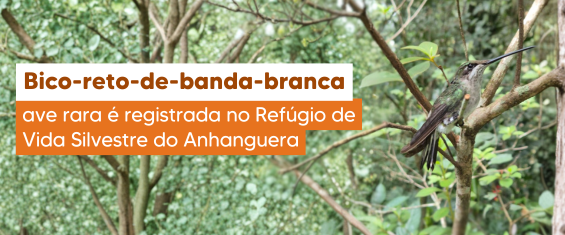 Imagem horizontal com fundo de mata densa em vários tons de verde. No lado direito, um pássaro pequeno está pousado em um galho marrom fino; ele tem penas em verde e marrom, cauda escura, bico longo e preto e uma faixa branca visível na cabeça. A vegetação é fechada e iluminada por luz natural. No lado esquerdo, há uma faixa retangular laranja com texto em branco e marrom informando o registro do bico-reto-de-banda-branca no Refúgio de Vida Silvestre do Anhanguera.