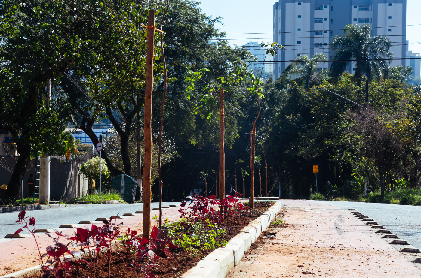 Rua arborizada em área urbana, com canteiro central recém-implantado. No canteiro, há mudas de árvores apoiadas por estacas de madeira e plantas ornamentais de folhas avermelhadas, dispostas em solo preparado. A via é asfaltada e segue em leve curva, com calçada de um lado e vegetação densa ao redor. Ao fundo, aparecem prédios residenciais altos e algumas palmeiras, sob céu claro e ensolarado.