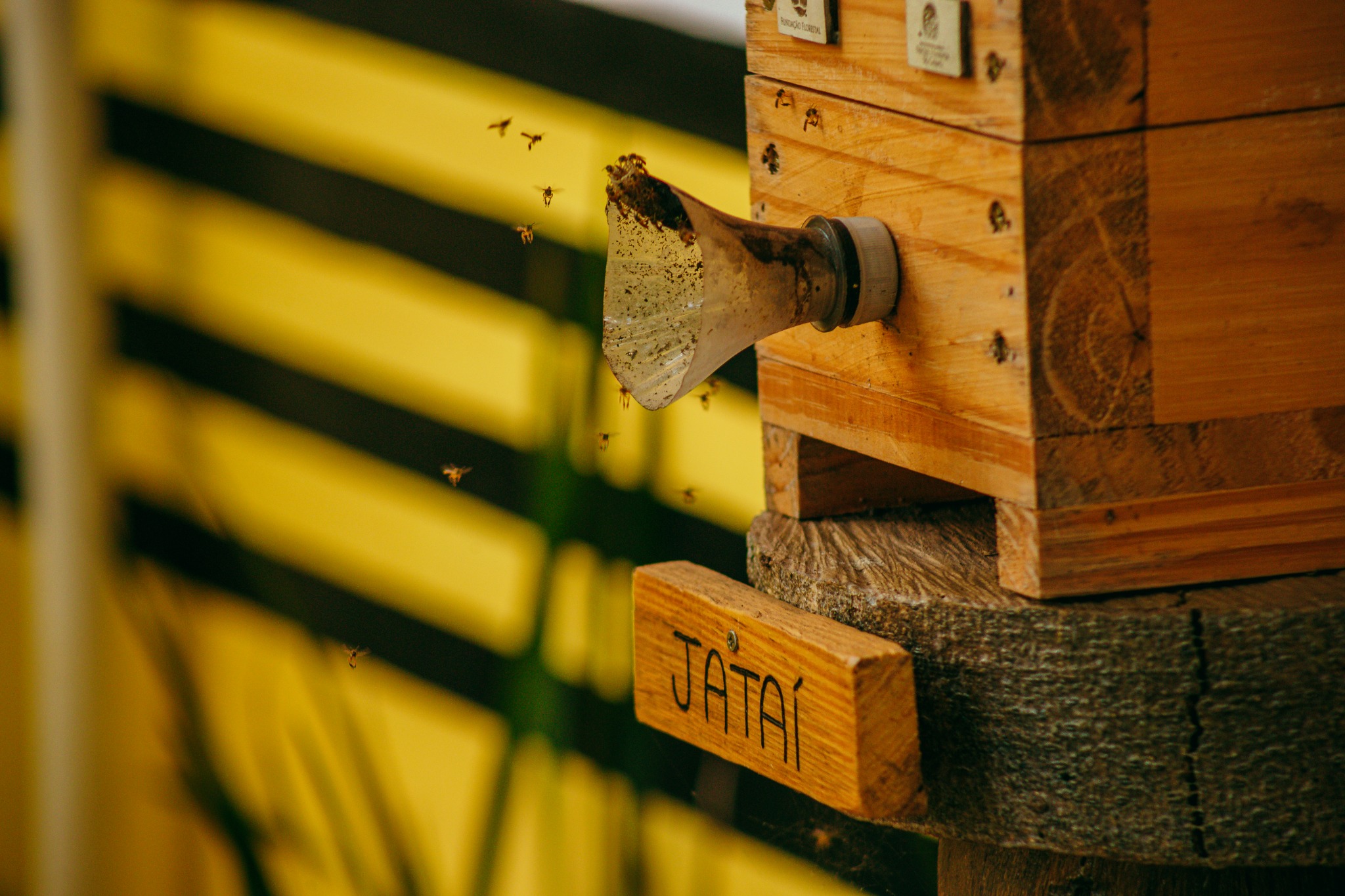 A foto mostra uma caixa de madeira de meliponicultura (criação de abelhas sem ferrão) identificada com a placa “JATAÍ”, indicando a espécie de abelhas que habita o ninho.  Na entrada da colmeia, há um tubo transparente adaptado, por onde várias abelhas estão entrando e saindo. Algumas delas aparecem em pleno voo, destacadas contra o fundo desfocado em amarelo e preto, criando contraste e transmitindo a ideia de movimento.  A cena valoriza tanto o manejo sustentável das abelhas nativas quanto a beleza do comportamento coletivo desses polinizadores.