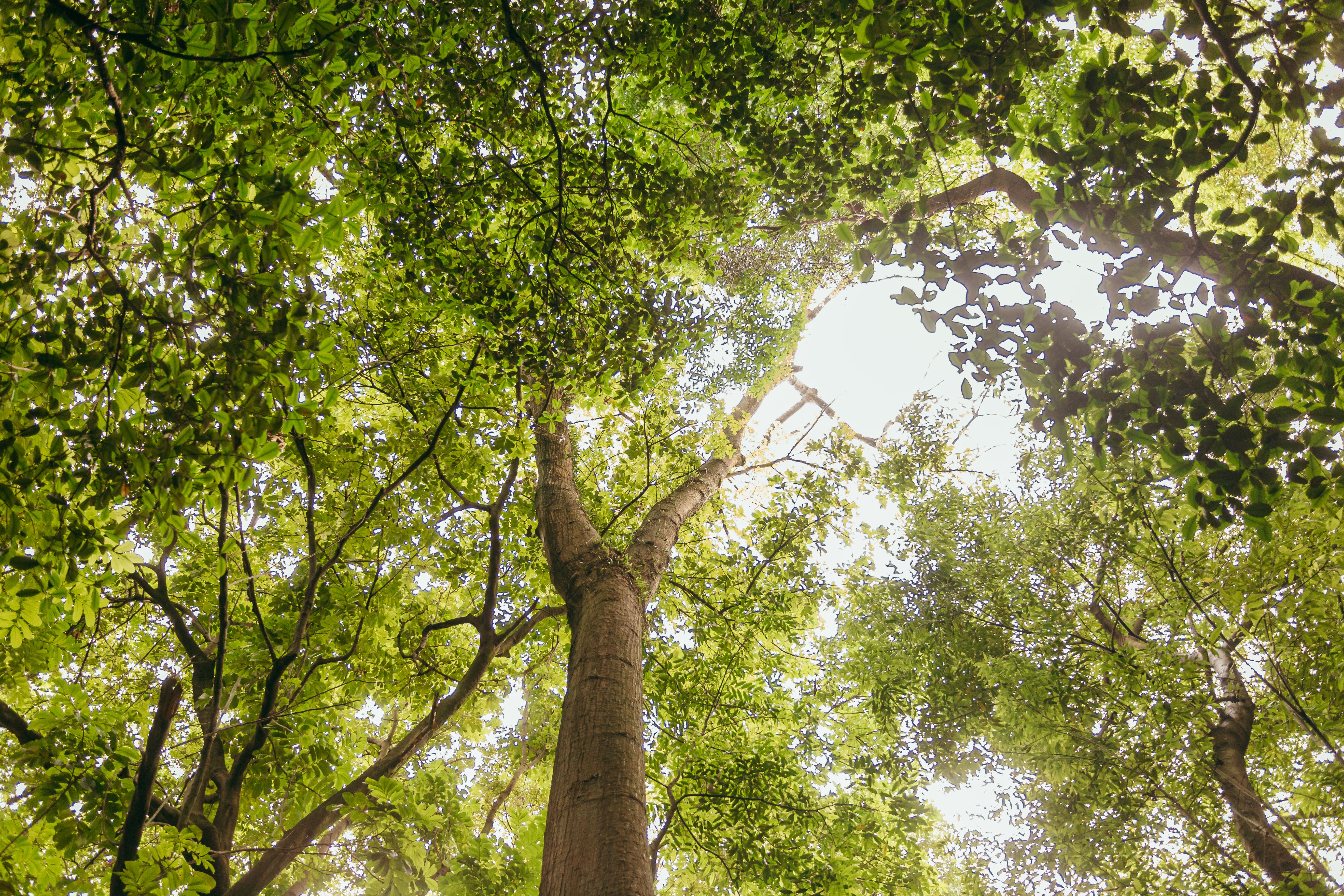 Vista de baixo para o alto, mostrando árvores altas com copas verdes e densas. A luz do sol atravessa as folhas, criando pontos claros entre os galhos.