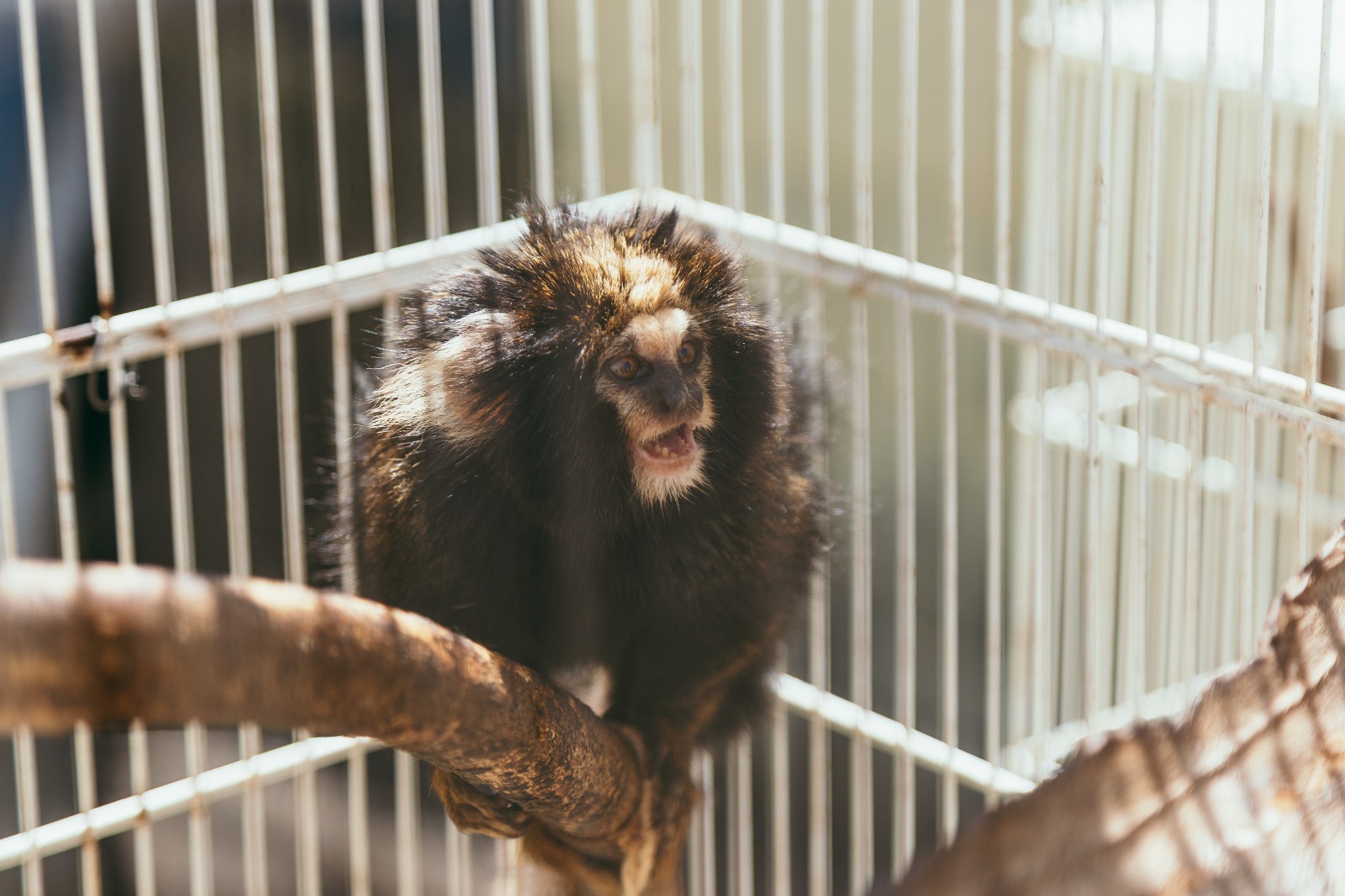 Um sagui-da-serra-escuro está em pé sobre um galho dentro de uma gaiola iluminada. O animal, com pelos escuros e manchas claras no rosto e nas orelhas, parece estar vocalizando ou com a boca aberta em alerta. A luz do sol realça a textura dos pelos e o ambiente seguro de cuidado em que se encontra.