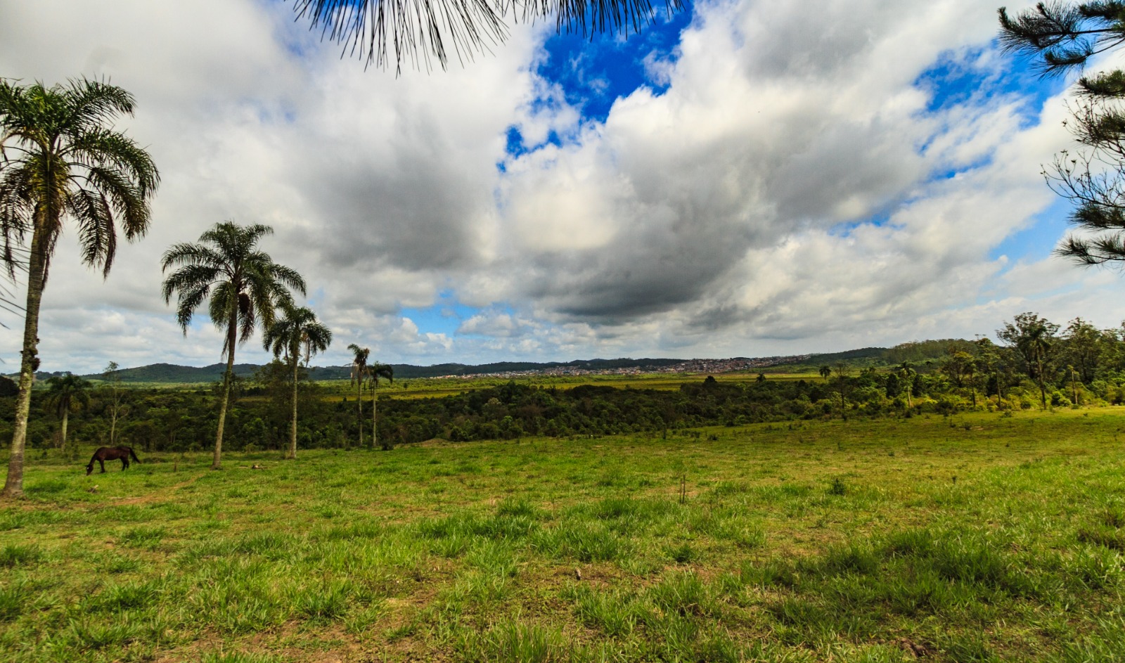 Paisagem natural com amplo campo verde em primeiro plano. À esquerda, um cavalo pasta próximo a palmeiras altas e esparsas. Ao fundo, há uma faixa de vegetação mais densa e, além dela, uma área urbana distante no horizonte. O céu ocupa grande parte da imagem, com nuvens volumosas em tons de branco e cinza, intercaladas por áreas de céu azul.