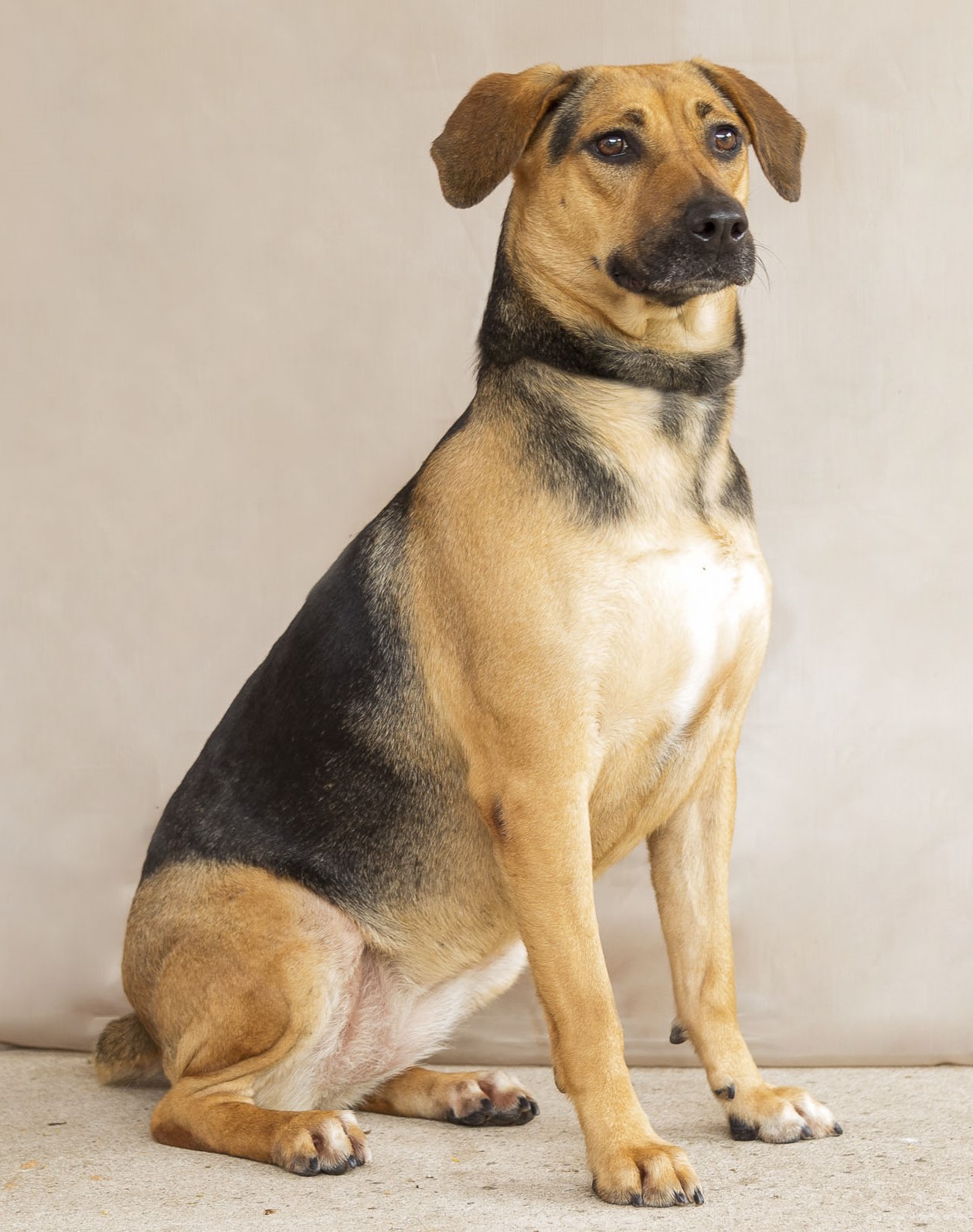 #PraCegoVer: Abigail é uma cachorra de pelagem marrom com manchas pretas, olhos marrons e está sentada olhando para o lado.