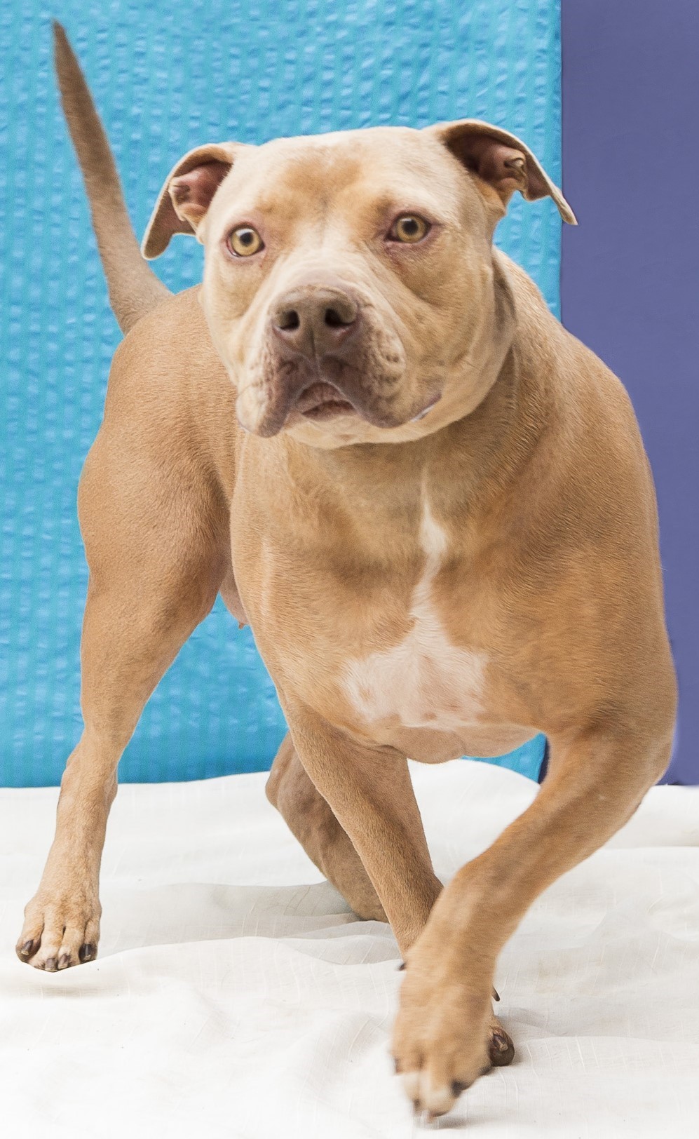 #PraCegoVer: Arthemis é uma cachorra de pelagem castanho claro, olhos castanhos e está sentada olhando para a frente.