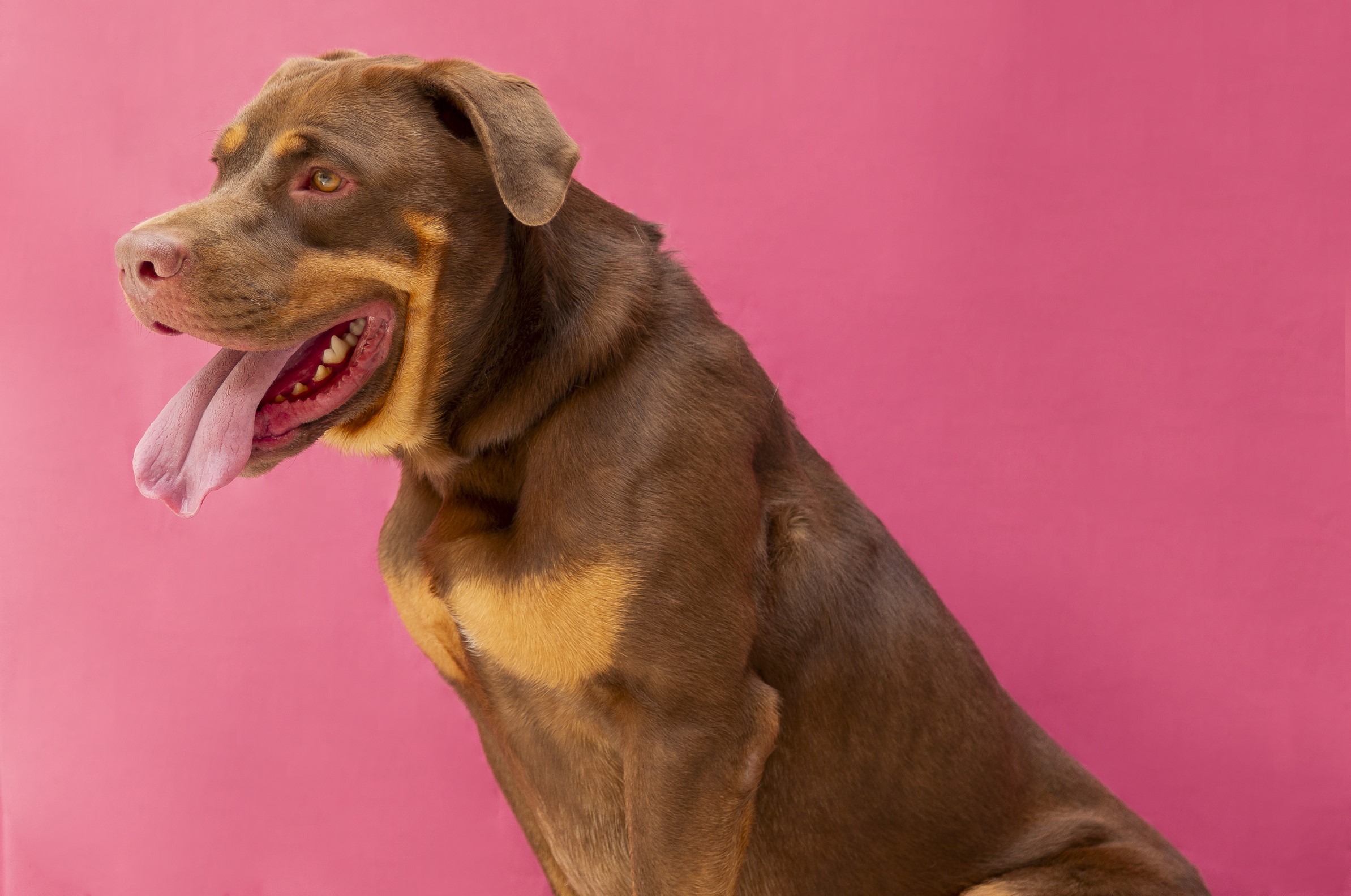 #PraCegoVer: Belga é um cachorro de pelagem marrom com manchas em um tom de marrom claro, olhos da cor castanho claro e está sentado olhando para o lado