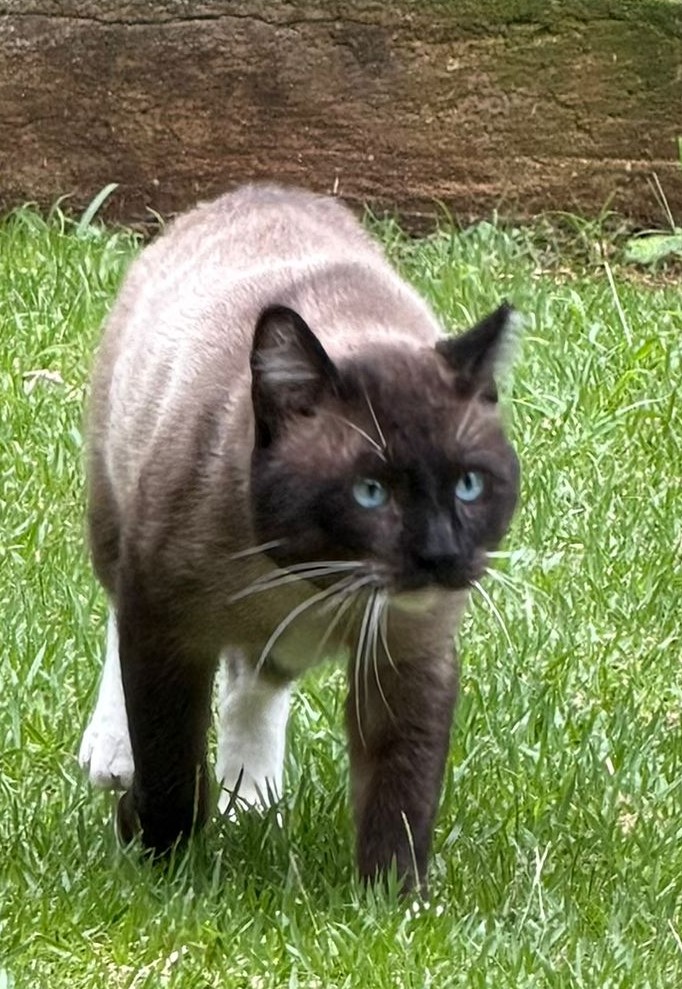 #PraCegoVer: Capone é um gato de pelagem branca com manchas marrons e pretas, possui olhos azuis e está em pé olhando para frente. 