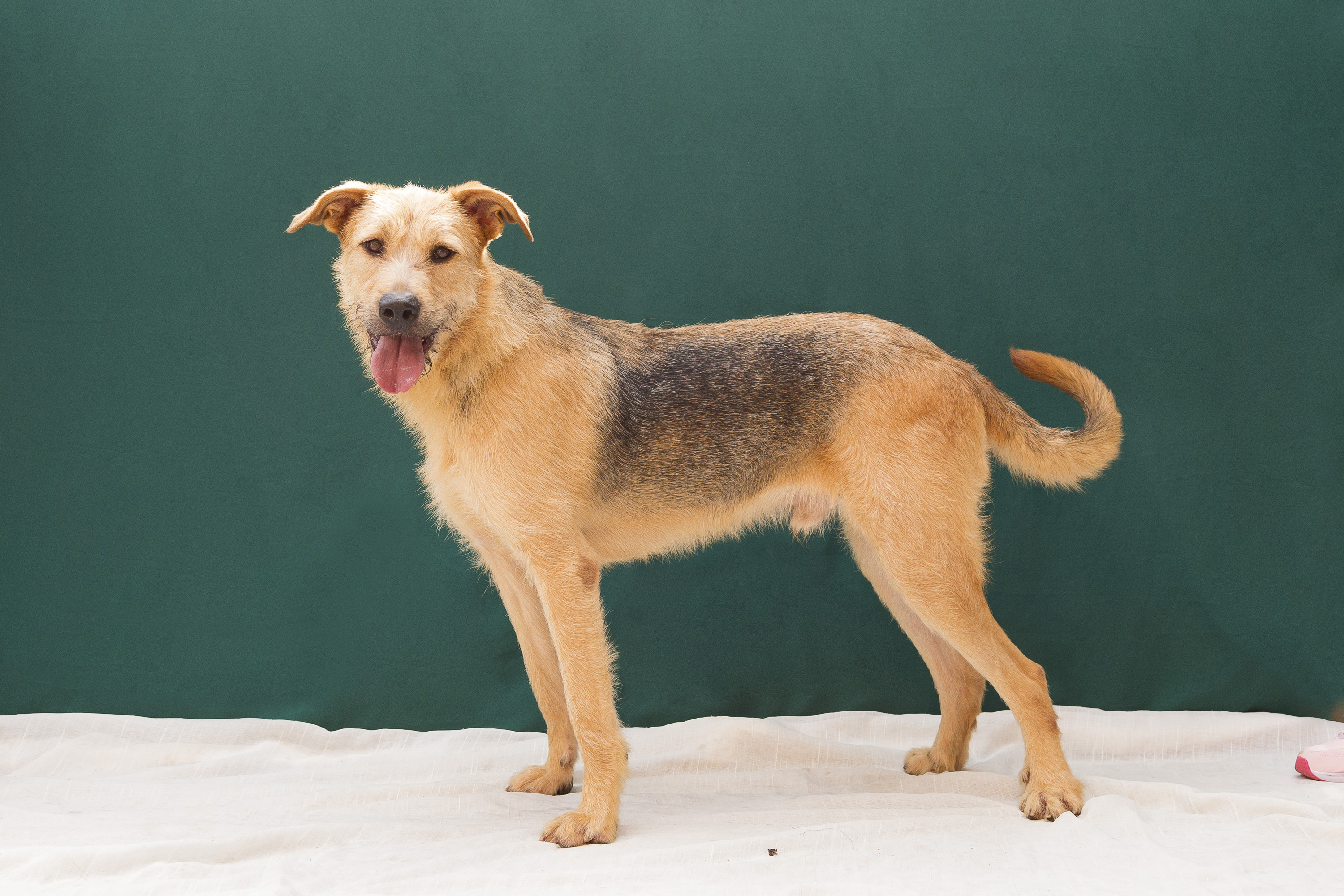 #PraCegoVer: Endrick é um cachorro de pelagem branca com manchas pretas, possui olhos marrons, e está em pé olhando para frente em um fundo verde. 