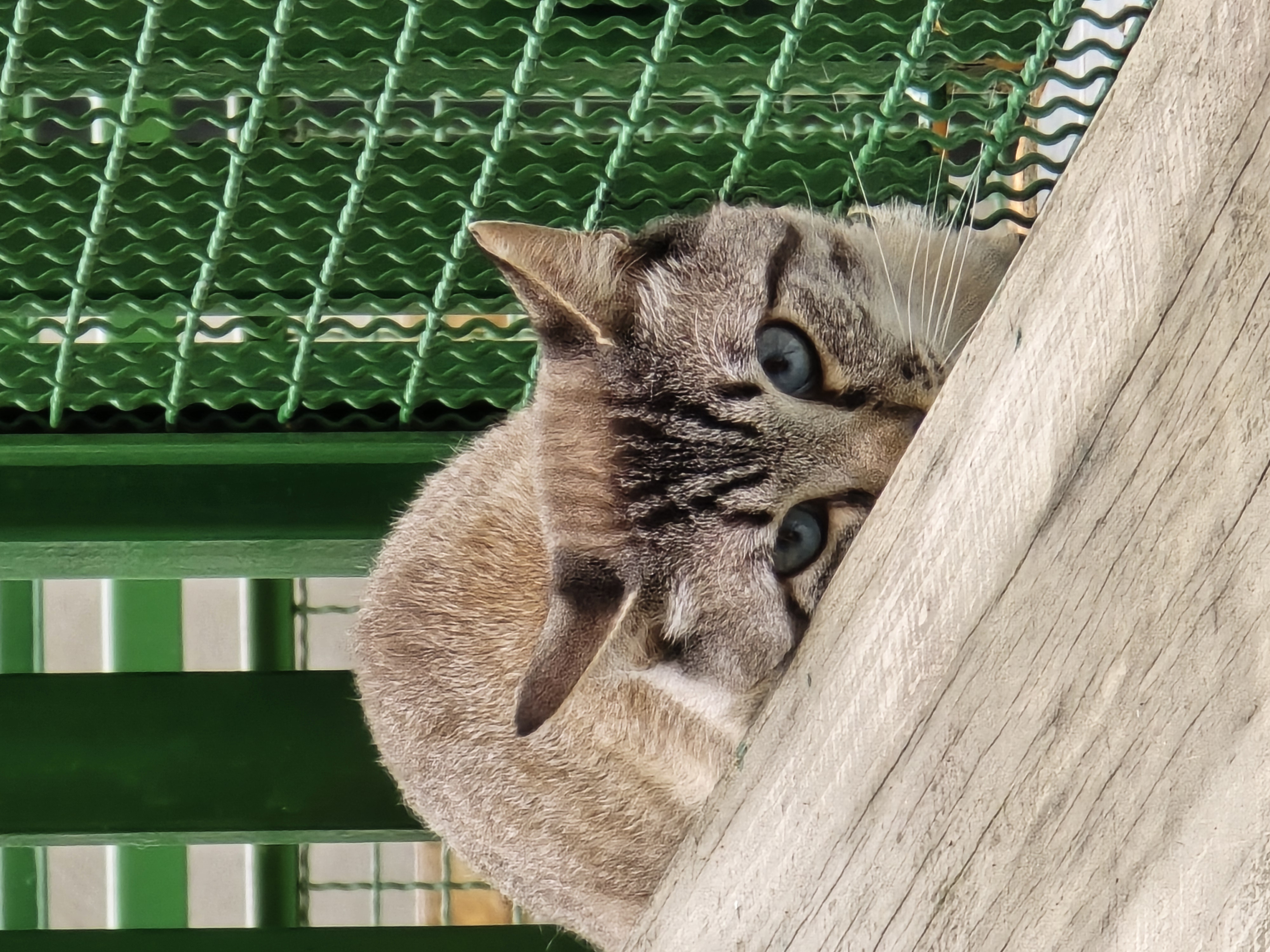 #PraCegoVer: Milk Shake é um gato de pelagem branca com manchas marrons, possui olhos azuis e está deitado olhando para frente. 