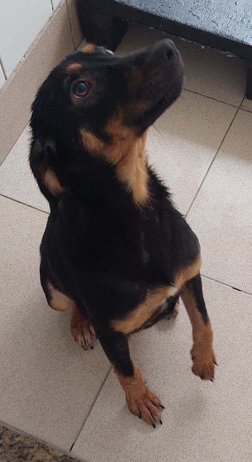 #PraCegoVer: Paçoca é uma cachorra de pelagem preta, com manchas marrons, possui olhos marrons, e está sentada olhando para cima. 