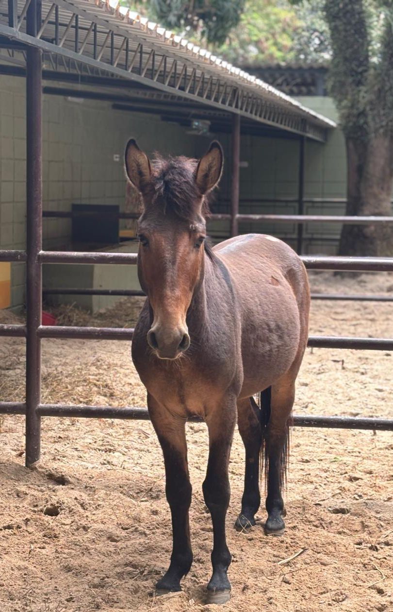 #PraCegoVer: Policarpo é um burro de pelagem inteira marrom, possui olhos marrons está em pé olhando para frente.