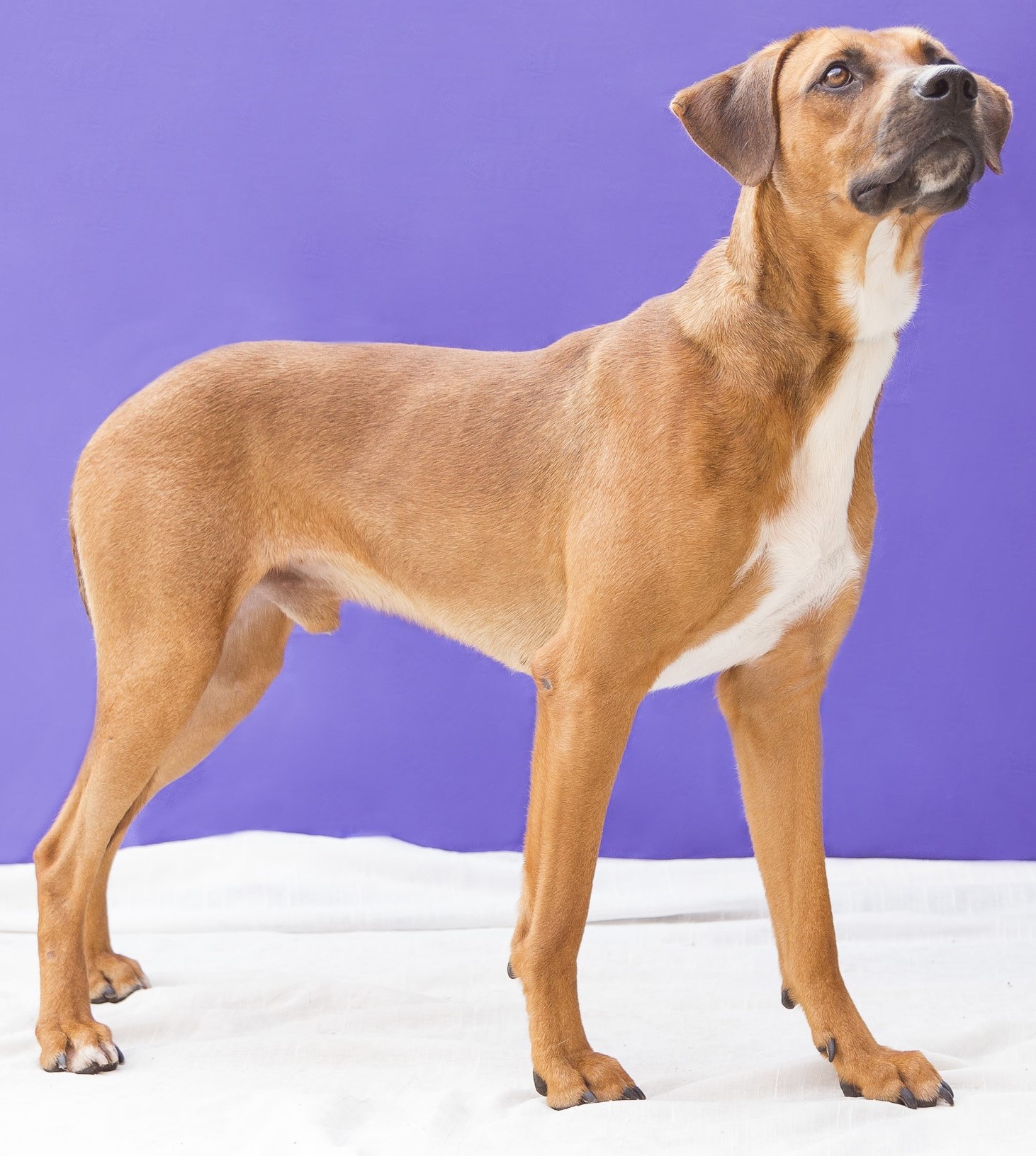 #PraCegoVer: Tobias é um cachorro de pelagem marrom, com uma mancha branca na região do peito, olhos castanhos, e está em pé olhando para cima.