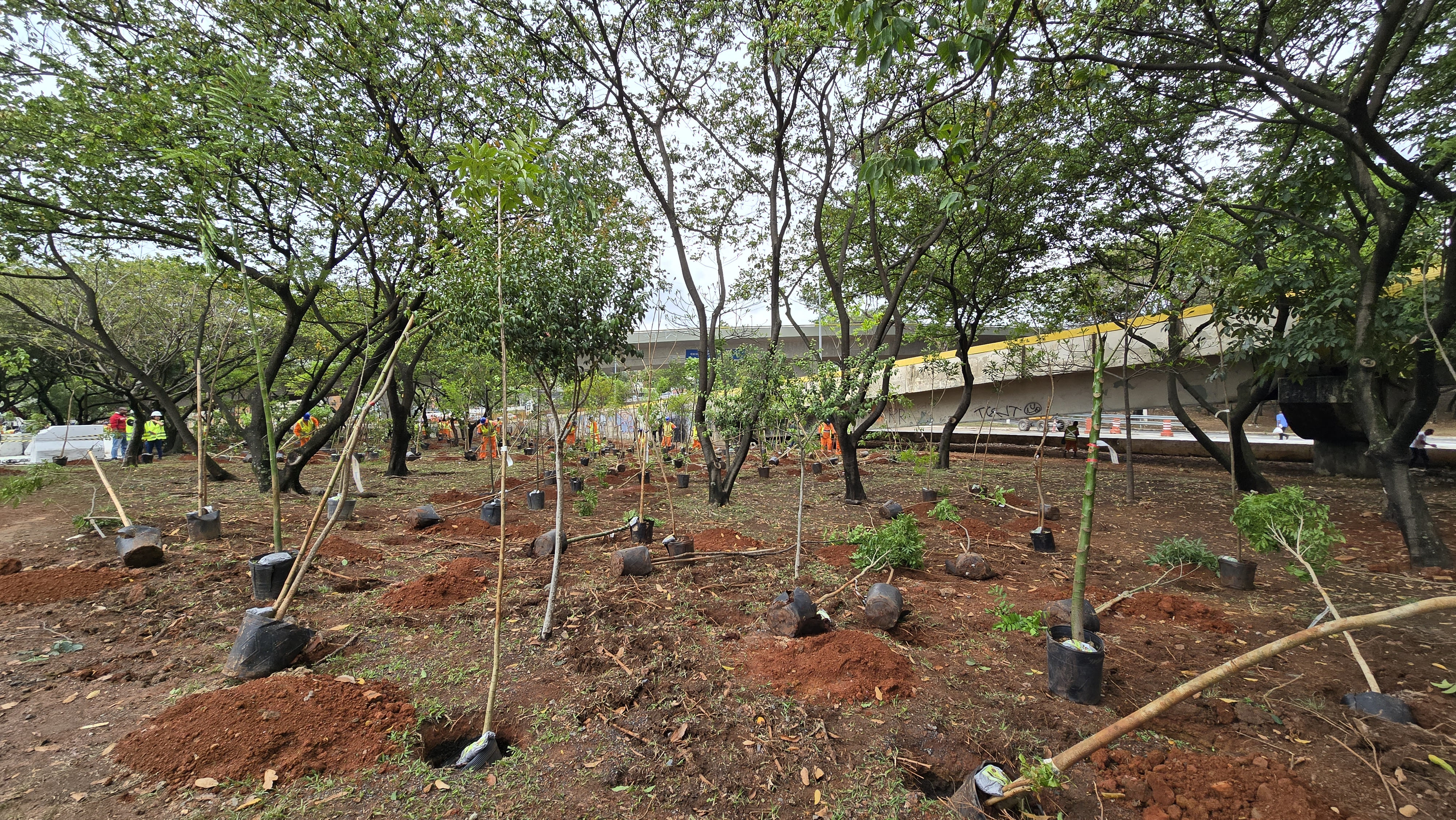  Pracegover: Fotografia de um grande canteiro de plantio em uma área arborizada, provavelmente sob um viaduto ou elevado. O solo é de terra vermelha solta, com várias mudas de árvores recém-plantadas ou prontas para serem plantadas.  As mudas, algumas já fincadas no chão e amarradas a estacas finas de bambu, estão espaçadas de forma regular. Muitas outras mudas ainda estão em seus sacos de plástico preto originais, dispostas no chão, ao lado de montes de terra vermelha solta.  Ao fundo, trabalhadores vestindo uniformes de segurança laranja são vistos realizando o plantio. A área é cercada por árvores adultas de folhagem densa. No canto superior direito e ao centro, estende-se uma estrutura de concreto de um viaduto ou ponte, com uma proteção amarela na lateral, e veículos são vistos circulando na parte superior. O dia está claro, mas o céu é predominantemente nublado.